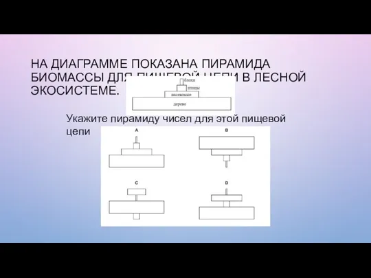 НА ДИАГРАММЕ ПОКАЗАНА ПИРАМИДА БИОМАССЫ ДЛЯ ПИЩЕВОЙ ЦЕПИ В ЛЕСНОЙ ЭКОСИСТЕМЕ.