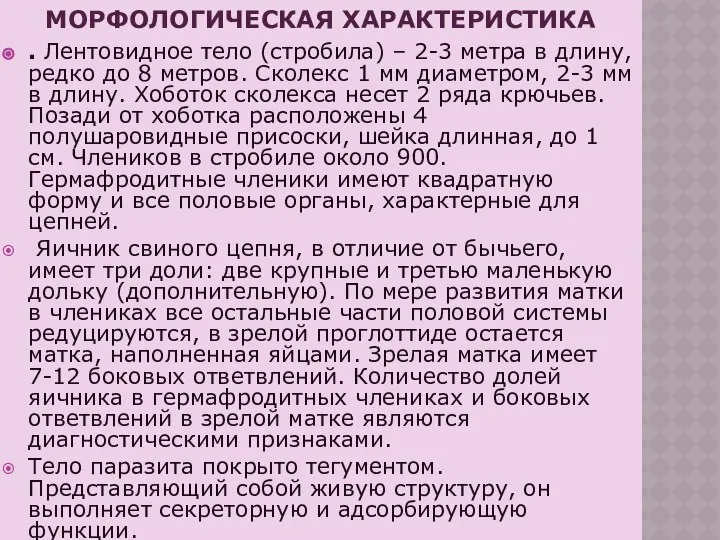 МОРФОЛОГИЧЕСКАЯ ХАРАКТЕРИСТИКА . Лентовидное тело (стробила) – 2-3 метра в длину,