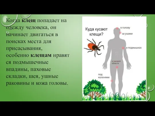 Когда клещ попадает на одежду человека, он начинает двигаться в поисках