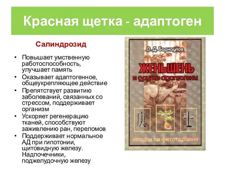 Красная щетка - адаптоген Салиндрозид Повышает умственную работоспособность, улучшает память Оказывает