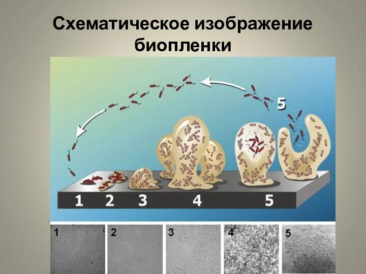 Схематическое изображение биопленки