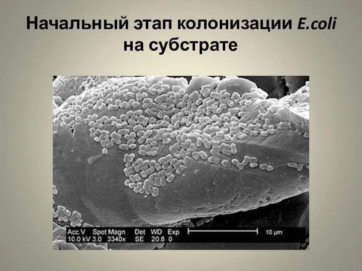 Начальный этап колонизации E.coli на субстрате