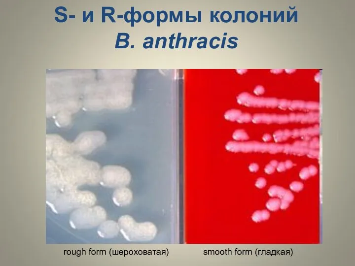 S- и R-формы колоний B. anthracis rough form (шероховатая) smooth form (гладкая)