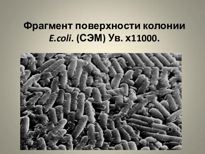 Фрагмент поверхности колонии E.coli. (СЭМ) Ув. х11000.