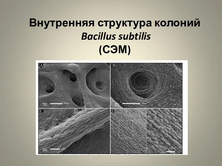 Внутренняя структура колоний Bacillus subtilis (СЭМ)