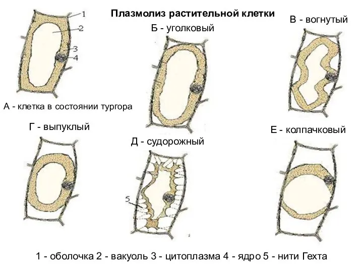 1 - оболочка 2 - вакуоль 3 - цитоплазма 4 -