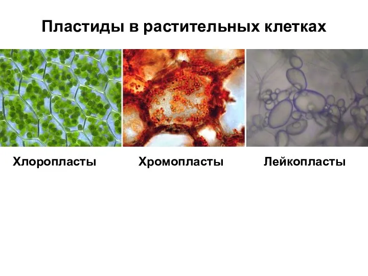 Пластиды в растительных клетках Хлоропласты Хромопласты Лейкопласты