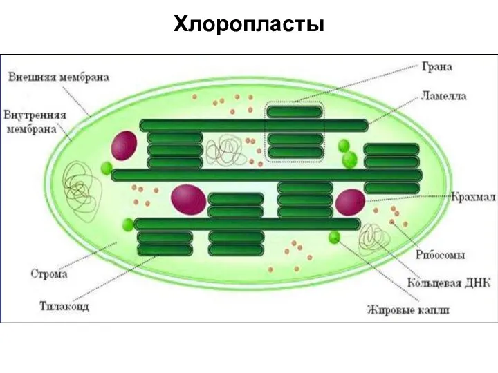 Хлоропласты