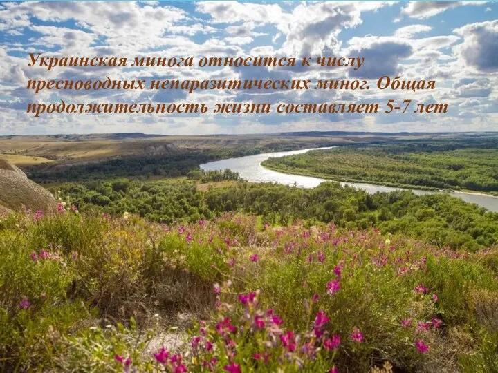 Украинская минога относится к числу пресноводных непаразитических миног. Общая продолжительность жизни составляет 5-7 лет