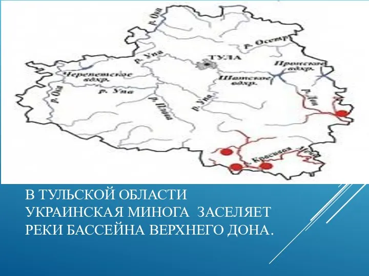 В ТУЛЬСКОЙ ОБЛАСТИ УКРАИНСКАЯ МИНОГА ЗАСЕЛЯЕТ РЕКИ БАССЕЙНА ВЕРХНЕГО ДОНА.