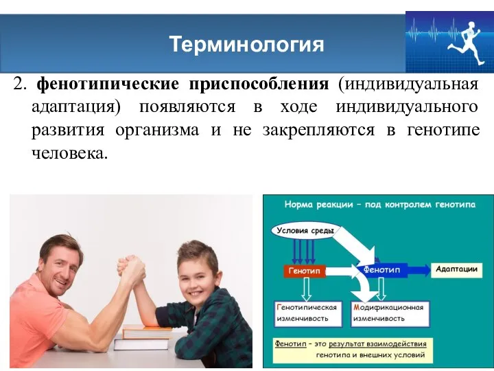 2. фенотипические приспособления (индивидуальная адаптация) появляются в ходе индивидуального развития организма