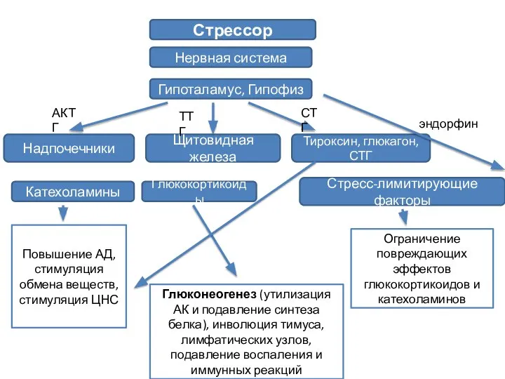 Стрессор Щитовидная железа Стресс-лимитирующие факторы Нервная система Тироксин, глюкагон, СТГ Глюкокортикоиды