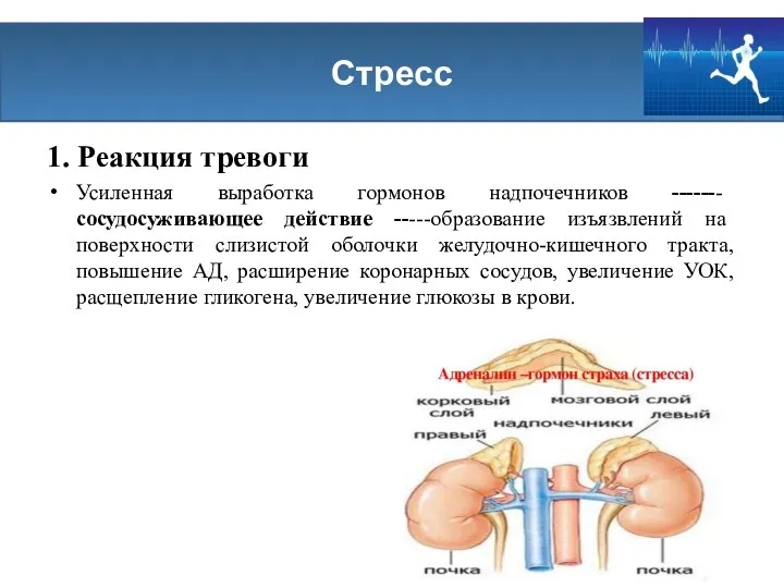 Стресс 1. Реакция тревоги Усиленная выработка гормонов надпочечников ------- сосудосуживающее действие