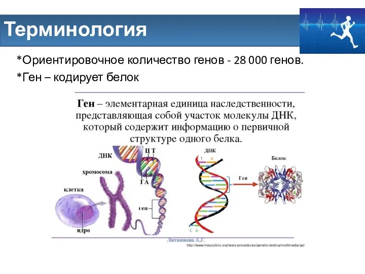 *Ориентировочное количество генов - 28 000 генов. *Ген – кодирует белок Терминология