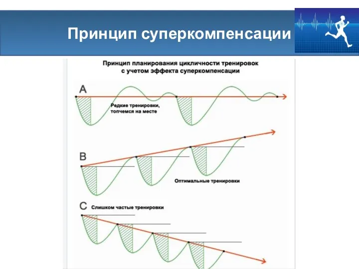 Принцип суперкомпенсации