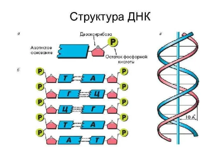 Рисунок ДНК