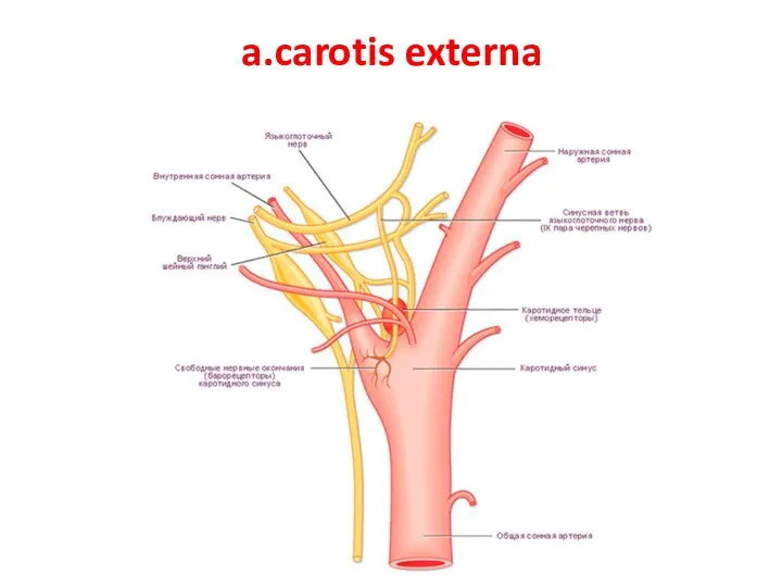 a.carotis externa