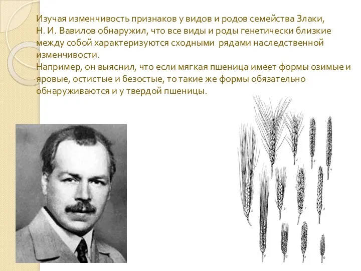 Изучая изменчивость признаков у видов и родов семейства Злаки, Н. И.