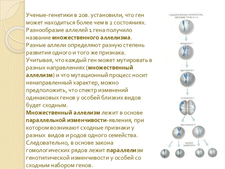 Ученые-генетики в 20в. установили, что ген может находиться более чем в