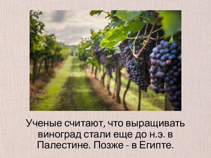 Ученые считают, что выращивать виноград стали еще до н.э. в Палестине. Позже - в Египте.