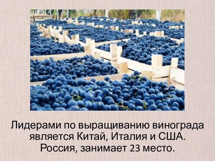 Лидерами по выращиванию винограда является Китай, Италия и США. Россия, занимает 23 место.
