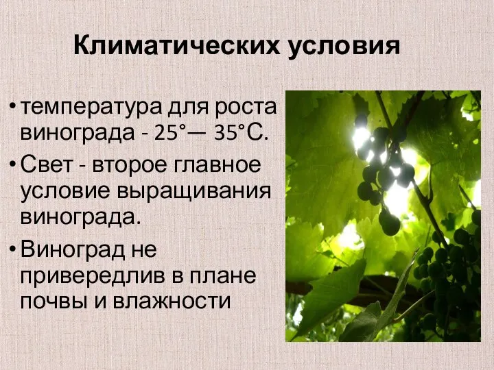 температура для роста винограда - 25°— 35°С. Свет - второе главное