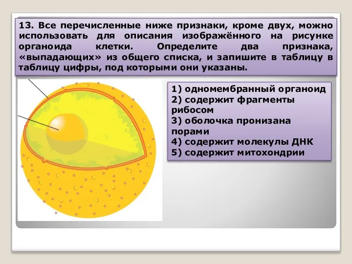 13. Все перечисленные ниже признаки, кроме двух, можно использовать для описания