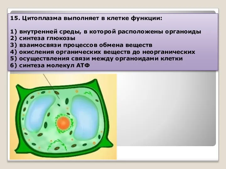 15. Цитоплазма выполняет в клетке функции: 1) внутренней среды, в которой