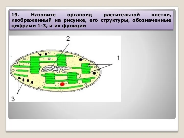 19. Назовите органоид растительной клетки, изображенный на рисунке, его структуры, обозначенные цифрами 1-3, и их функции