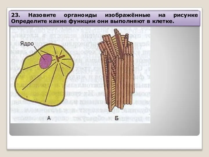 23. Назовите органоиды изображённые на рисунке Определите какие функции они выполняют в клетке.