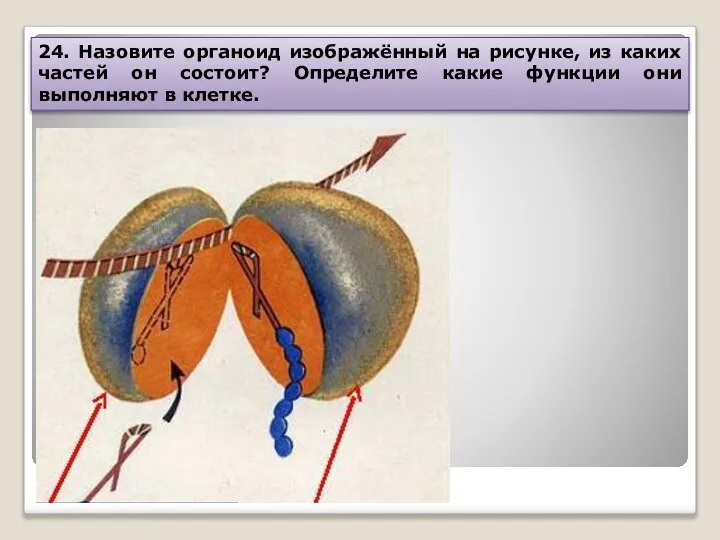 24. Назовите органоид изображённый на рисунке, из каких частей он состоит?