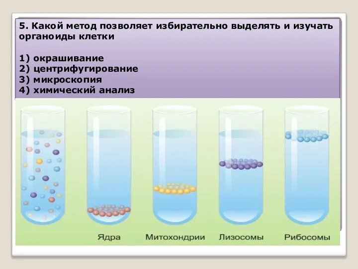 5. Какой метод позволяет избирательно выделять и изучать органоиды клетки 1)