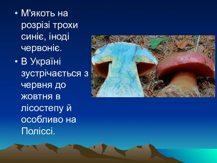 М'якоть на розрізі трохи синіє, іноді червоніє. В Україні зустрічається з