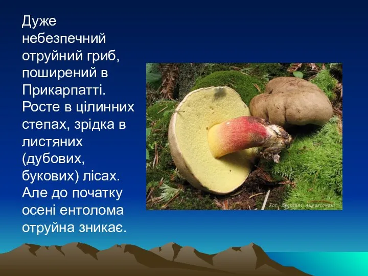 Дуже небезпечний отруйний гриб, поширений в Прикарпатті. Росте в цілинних степах,