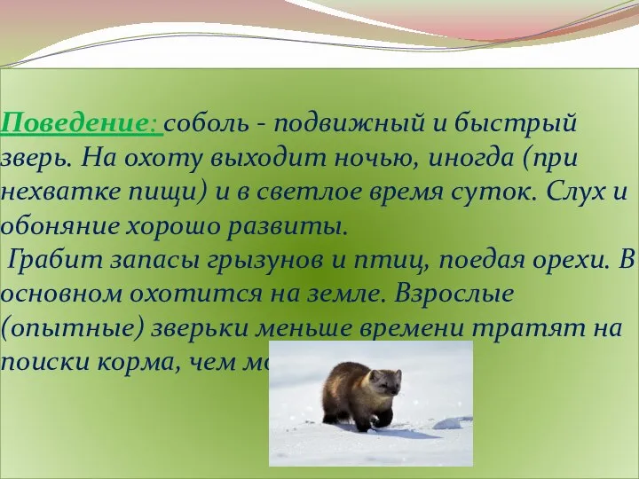 Поведение: соболь - подвижный и быстрый зверь. На охоту выходит ночью,