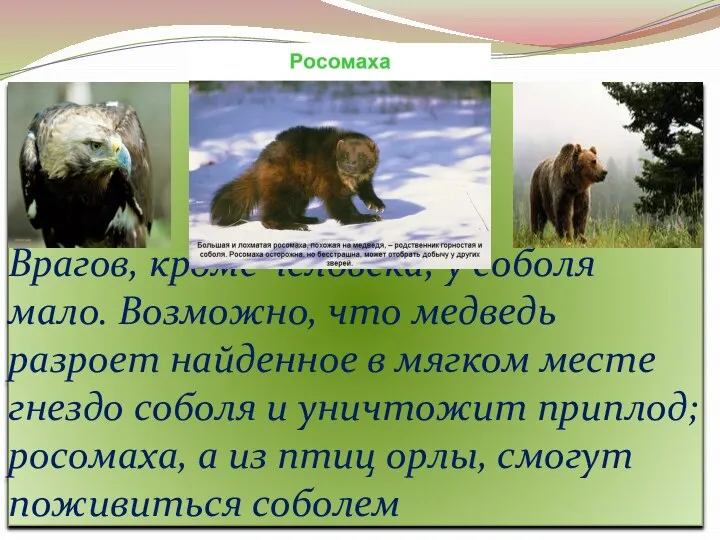 Врагов, кроме человека, у соболя мало. Возможно, что медведь разроет найденное