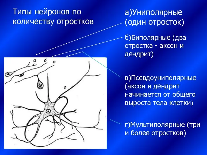 Типы нейронов по количеству отростков г)Мультиполярные (три и более отростков) б)Биполярные