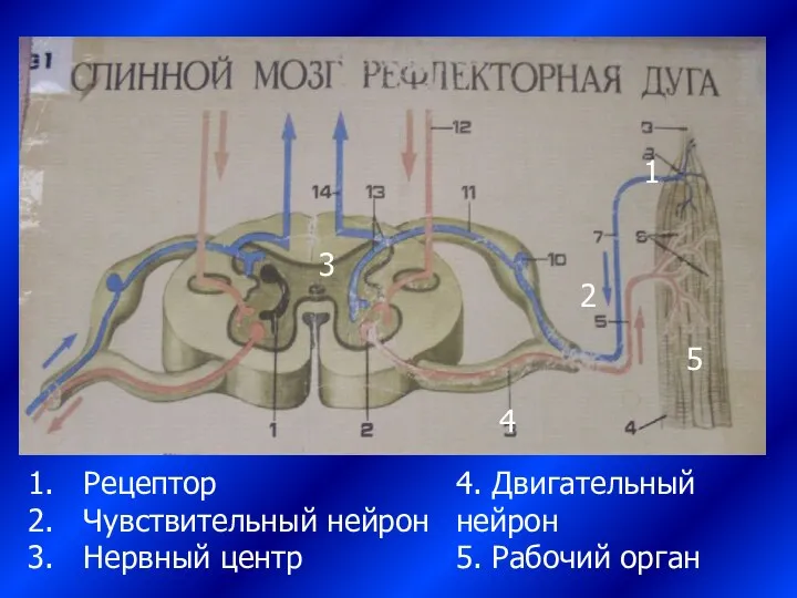 3 1 2 5 4 Рецептор Чувствительный нейрон Нервный центр 4. Двигательный нейрон 5. Рабочий орган