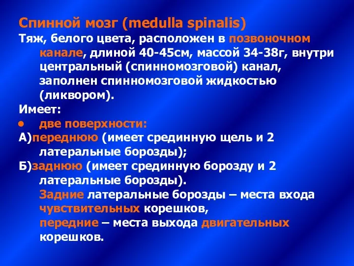 Спинной мозг (medulla spinalis) Тяж, белого цвета, расположен в позвоночном канале,