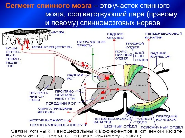 Сегмент спинного мозга – это участок спинного мозга, соответствующий паре (правому и левому) спинномозговых нервов