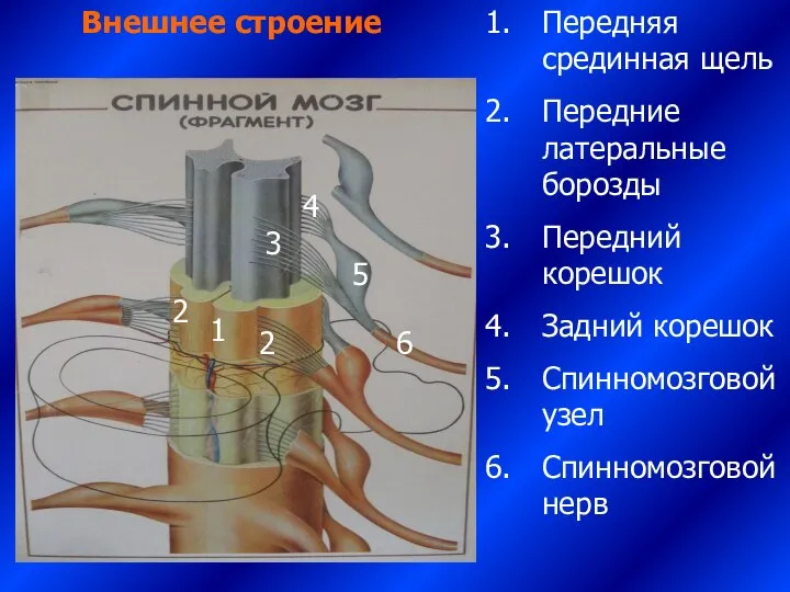 Внешнее строение 1 2 2 Передняя срединная щель Передние латеральные борозды