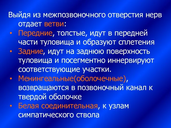 Выйдя из межпозвоночного отверстия нерв отдает ветви: Передние, толстые, идут в