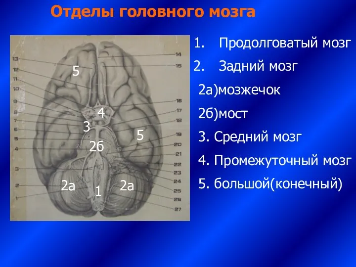 Отделы головного мозга 1 Продолговатый мозг Задний мозг 2а)мозжечок 2б)мост 3.