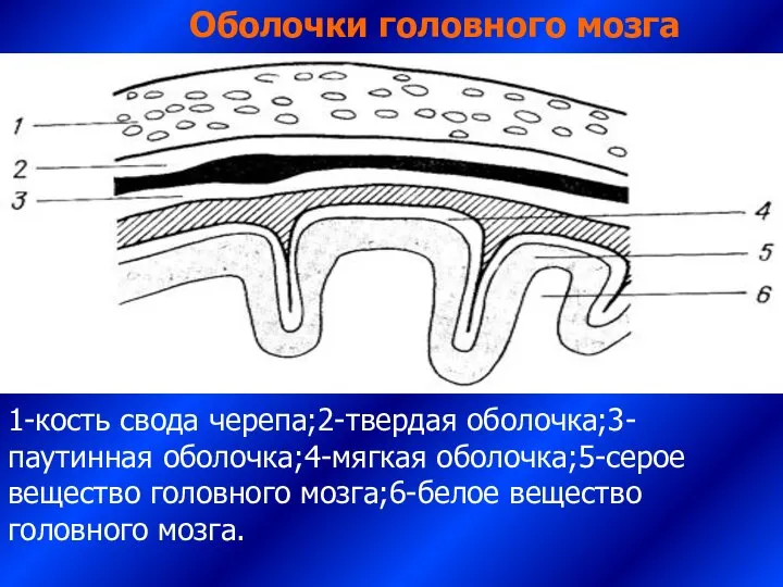 1-кость свода черепа;2-твердая оболочка;3-паутинная оболочка;4-мягкая оболочка;5-серое вещество головного мозга;6-белое вещество головного мозга. Оболочки головного мозга