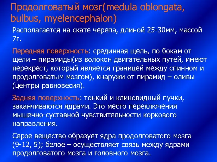 Продолговатый мозг(medula oblongata, bulbus, myelencephalon) Располагается на скате черепа, длиной 25-30мм,