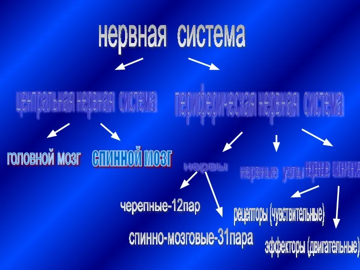 нервная система центральная нервная система периферическая нервная система головной мозг спинной