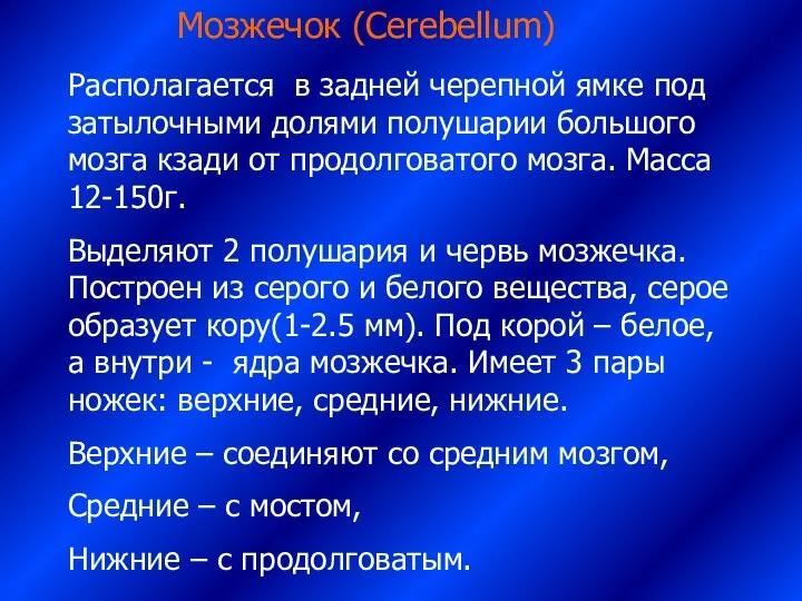 Мозжечок (Cerebellum) Располагается в задней черепной ямке под затылочными долями полушарии