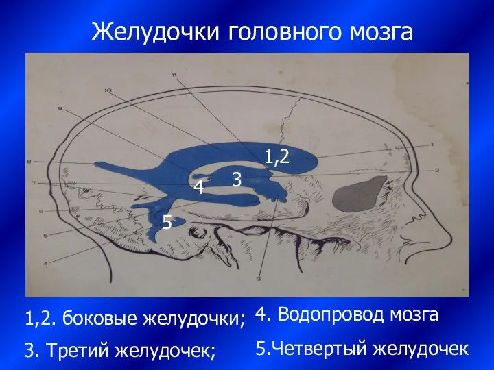 Желудочки головного мозга 1,2 3 4 5 1,2. боковые желудочки; 3.