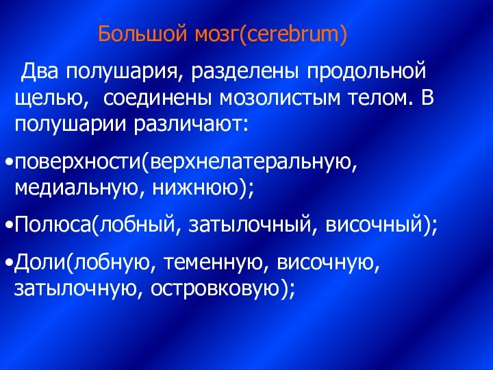 Большой мозг(cerebrum) Два полушария, разделены продольной щелью, соединены мозолистым телом. В