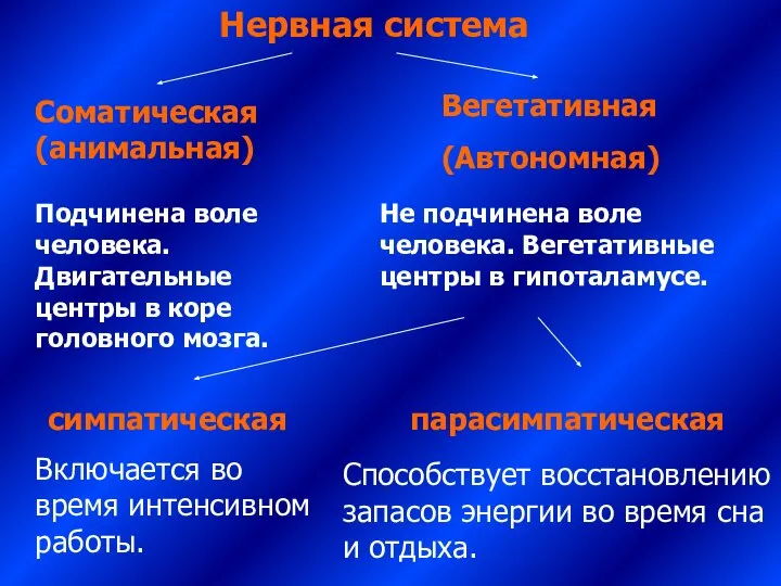 Нервная система Соматическая (анимальная) Вегетативная (Автономная) Подчинена воле человека. Двигательные центры